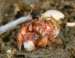 Hermit Crabs
Seattle, WA, U.S.A. by Tom Radio 